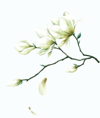 1631004062840900.jpg 白兰花.jpg